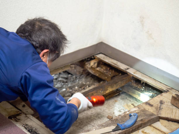 Best Office Mold Removal Services  in Rutherfordton, NC