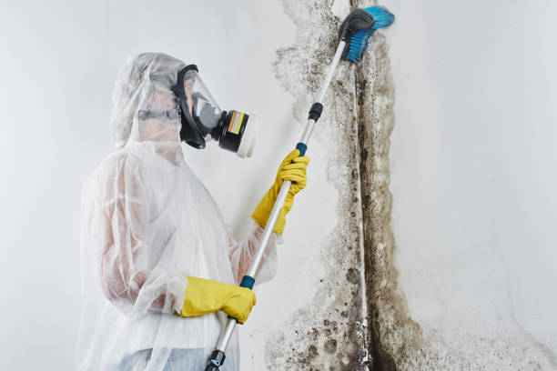 Home Mold Removal in Rutherfordton, NC