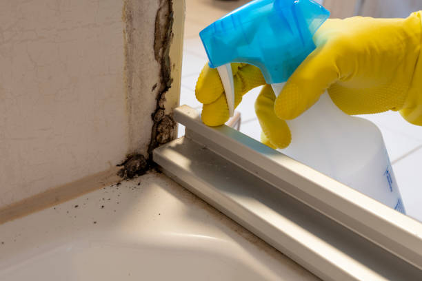 Best Attic Mold Removal  in Rutherfordton, NC