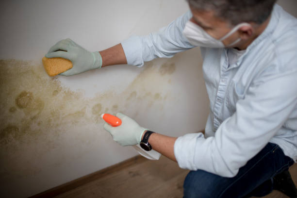 Best Mold Cleaning Services  in Rutherfordton, NC