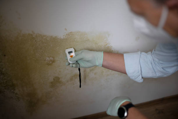 Certified Mold Removal in Rutherfordton, NC