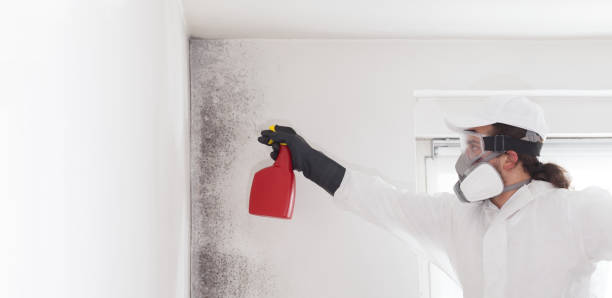 Best Best Mold Removal Companies  in Rutherfordton, NC