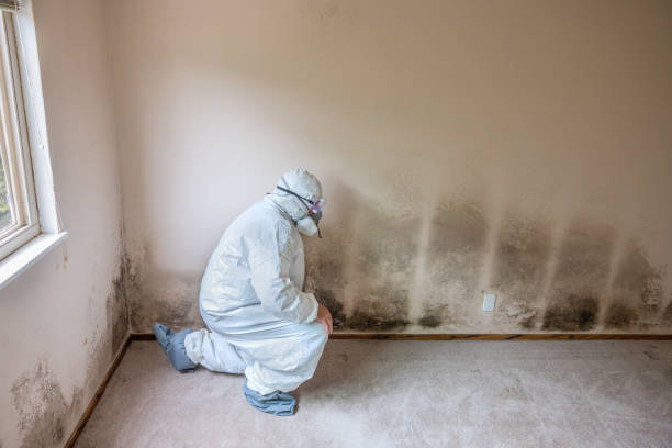 Rutherfordton, NC Mold Removal Company