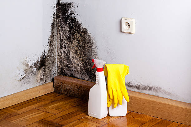 Best Local Mold Removal Service  in Rutherfordton, NC