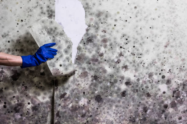 Best Home Mold Removal  in Rutherfordton, NC