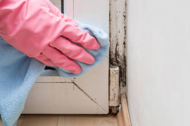 Best Black Mold Removal  in Rutherfordton, NC